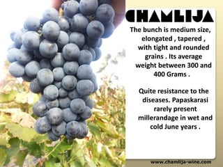 www.chamlija-wine.com
Quite resistance to the
diseases. Papaskarasi
rarely present
millerandage in wet and
cold June years .
The bunch is medium size,
elongated , tapered ,
with tight and rounded
grains . Its average
weight between 300 and
400 Grams .
 