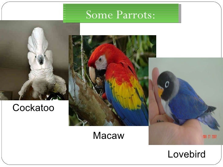 Papa’s Parrot Summary