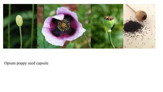 Opium poppy seed capsule
 