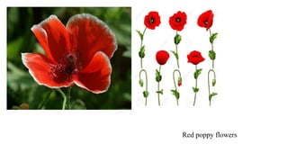 Red poppy flowers
 