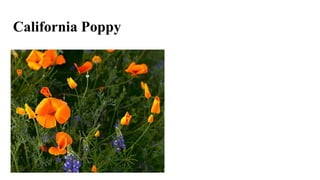 California Poppy
 