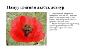Намуу цэцгийн дэлбээ, дохиур
- Намуу цэцгийн цоморлигийг
анхааралтай ажих юм бол 2 дэлбээ нь
гадна талдаа, хоёр нь дотор талдаа
байрлах агаад дотор талын дэлбээ нь
арай бага хэмжээтэй байна.
- Урт хөх ягаан утас шиг, үзүүртээ шар
тоосонцор бүхий хар хөх өнгийн
тоосонцрын гэртэй олон тооны
дохиуртай.
 