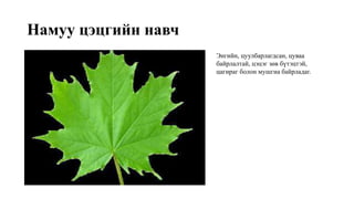 Намуу цэцгийн навч
Энгийн, цуулбарлагдсан, цуваа
байрлалтай, цэцэг зөв бүтэцтэй,
цагираг болон мушгиа байрладаг.
 