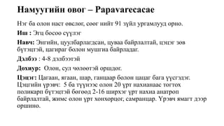 Намуугийн овог – Papavarecacae
Нэг ба олон наст өвслөг, сөөг нийт 91 зүйл ургамлууд орно.
Иш : Эгц босоо сүүлэг
Навч: Энгийн, цуулбарлагдсан, цуваа байрлалтай, цэцэг зөв
бүтэцтэй, цагираг болон мушгиа байрладаг.
Дэлбээ : 4-8 дэлбээтэй
Дохиур: Олон, сул чөлөөтэй оршдог.
Цэцэг: Цагаан, ягаан, шар, ганцаар болон цацаг бага үүсгэдэг.
Цэцгийн үрэвч: 5 ба түүнээс олон 20 үрт нахианаас тогтох
поликарп бүтэцтэй бөгөөд 2-16 ширхэг үрт нахиа анатроп
байрлалтай, жимс олон үрт хонхорцог, самранцар. Үрэвч ямагт дээр
оршино.
 