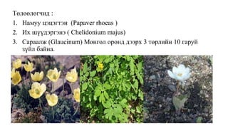 Төлөөлөгчид :
1. Намуу цэцэгтэн (Papaver rhoeas )
2. Их шүүдэргэнэ ( Chelidonium majus)
3. Сараалж (Glaucinum) Монгол оронд дээрх 3 төрлийн 10 гаруй
зүйл байна.
 