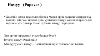 Намуу (Papaver )
• Хамгийн өргөн тохиолдох бөгөөд Манай орны хангайн уулархаг бүс
нутгийн ойн зах, чийглэг нуга, уулын бэл хажуу, сөөгөн ширэнгэ, гол
горхины эрэг хавиар 10-аад зүйлийн намуу тааралдана.
Энэ өргөн тархалттай ач холбогдол бүхий
Нүцгэн намуу- P.nudicaule
Мансууруулагч намуу – P.somniferum зэрэг төлөөлөгчид багтна.
 