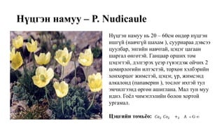 Нүцгэн намуу – P. Nudicaule
Нүцгэн намуу нь 20 – 60см өндөр нүцгэн
ишгүй (навчгүй шахам ), сууриараа дэвсээ
цуулбар, энгийн навчтай, цэцэг цагаан
шаргал өнгөтэй. Ганцаар орших том
цэцэгтэй, дэлгэрэх үеэр гүвэгдэж ойчих 2
цомирлогийн илтэстэй, торхон хэлбэрийн
хонхорцог жимстэй, цэцэг, үр, жимсэнд
алкалоид (папаверин ), тослог ихтэй тул
эмчилгээнд өргөн ашиглана. Мал тун муу
иднэ. Гоёл чимэглэлийн болон хортой
ургамал.
Цэцгийн томьёо: 𝐶𝑎2 𝐶𝑜2 +2 A ∞ G ∞
 