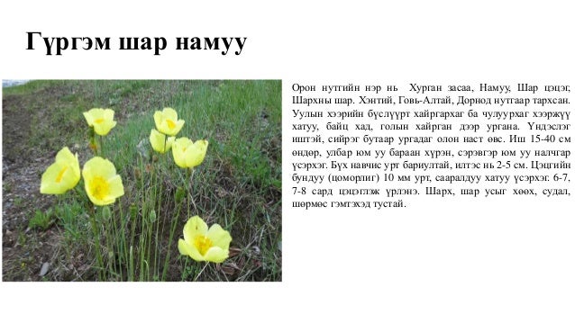 намуугийн овог – Papavarecacae