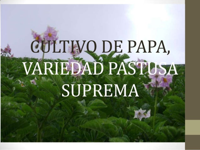 Papa Variedad Pastusa Suprema