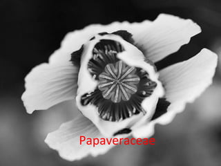 Papaveraceae
 