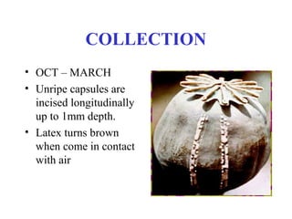 COLLECTION
• OCT – MARCH
• Unripe capsules are
incised longitudinally
up to 1mm depth.
• Latex turns brown
when come in contact
with air
 