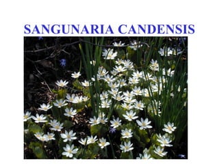 SANGUNARIA CANDENSIS
 