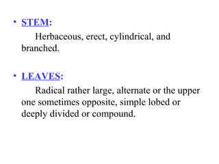 • STEM:
Herbaceous, erect, cylindrical, and
branched.
• LEAVES:
Radical rather large, alternate or the upper
one sometimes opposite, simple lobed or
deeply divided or compound.
 
