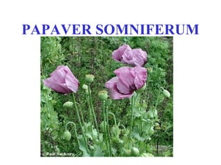 PAPAVER SOMNIFERUM
 