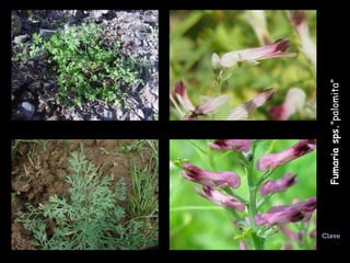 Fumaria sps. ”palomita” Clave 