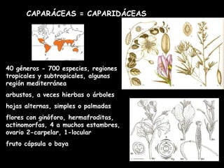 CAPARÁCEAS = CAPARIDÁCEAS 40 géneros - 700 especies, regiones tropicales y subtropicales, algunas región mediterránea arbustos, a veces hierbas o árboles hojas alternas, simples o palmadas  flores con ginóforo, hermafroditas, actinomorfas, 4 a muchos estambres, ovario 2-carpelar, 1-locular fruto cápsula o baya 