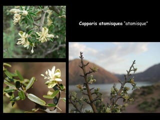 Capparis atamisquea  “atamisque” 