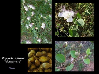 Capparis spinosa  “alcaparrero” Clave 