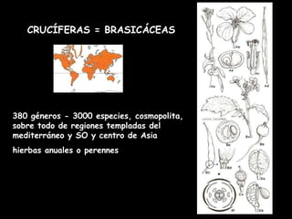 380 géneros - 3000 especies, cosmopolita, sobre todo de regiones templadas del mediterráneo y SO y centro de Asia hierbas anuales o perennes CRUCÍFERAS = BRASICÁCEAS 