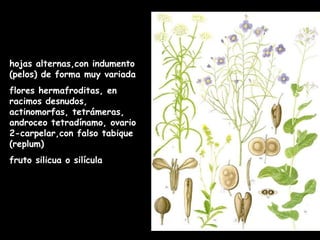 hojas alternas,con indumento (pelos) de forma muy variada  flores hermafroditas, en racimos desnudos, actinomorfas, tetrámeras, androceo tetradínamo, ovario 2-carpelar,con falso tabique (replum) fruto silicua o silícula 