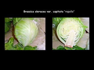 Brassica oleracea var. capitata  “repollo” 