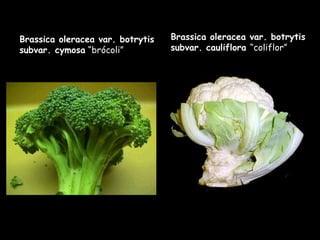 Brassica oleracea var. botrytis subvar. cauliflora  “coliflor” Brassica oleracea var. botrytis subvar. cymosa  “brócoli” 