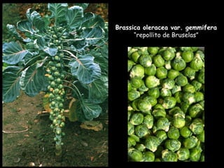 Brassica oleracea var. gemmifera  “repollito de Bruselas” 