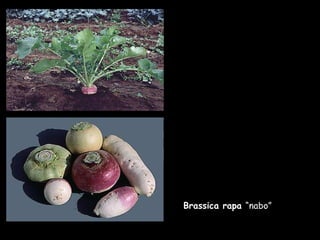 Brassica rapa  “nabo” 