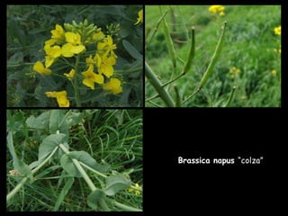 Brassica napus  “colza” 