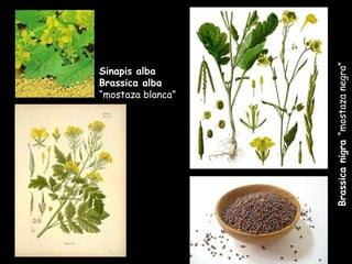 Brassica nigra  “mostaza negra” Sinapis alba Brassica alba  “mostaza blanca” 