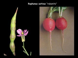 Raphanus sativus  “rabanito” 