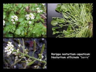 Rorippa nasturtium-aquaticum Nasturtium officinale  “berro” 