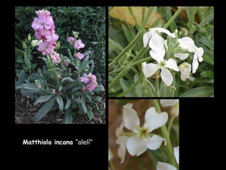 Matthiola incana  “alelí” 