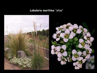 Lobularia maritima  “aliso” 