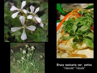 Eruca vesicaria var. sativa  “rúscula” “rúcula” 