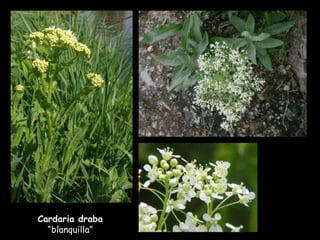 Cardaria draba  “blanquilla” 
