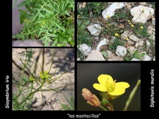 Sisymbrium irio Diplotaxis muralis “ las mostacillas” 