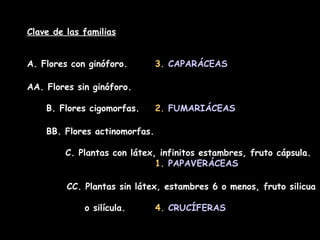Clave de las familias A. Flores con ginóforo.  3.  CAPARÁCEAS   AA. Flores sin ginóforo. B. Flores cigomorfas.  2.  FUMARIÁCEAS   BB. Flores actinomorfas.   C. Plantas con látex, infinitos estambres, fruto cápsula.  1.  PAPAVERÁCEAS       CC. Plantas sin látex, estambres 6 o menos, fruto silicua  o silícula.  4.  CRUCÍFERAS   