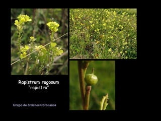 Rapistrum rugosum  “rapistro” Grupo de órdenes Corolianos  