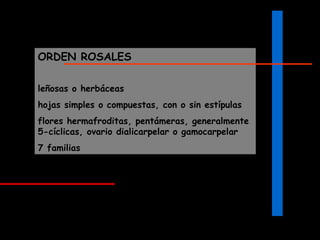 ORDEN ROSALES leñosas o herbáceas  hojas simples o compuestas, con o sin estípulas flores hermafroditas, pentámeras, generalmente 5-cíclicas, ovario dialicarpelar o gamocarpelar 7 familias 