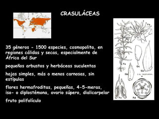 CRASULÁCEAS 35 géneros - 1500 especies, cosmopolita, en regiones cálidas y secas, especialmente de África del Sur pequeños arbustos y herbáceas suculentas hojas simples, más o menos carnosas, sin estípulas flores hermafroditas, pequeñas, 4-5-meras, iso- o diplostémona, ovario súpero, dialicarpelar fruto polifolículo 