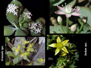 Sedum sps. Crassula sps. 