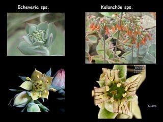 Echeveria sps. Kalanchöe sps. Clave 
