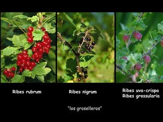 Ribes rubrum Ribes uva-crispa Ribes grossularia Ribes nigrum “ los groselleros” 