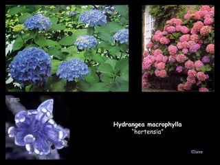 Hydrangea macrophylla  “hortensia” Clave 