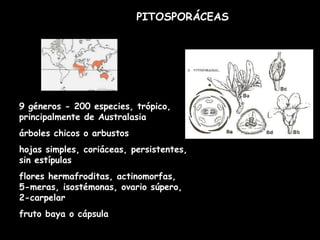 PITOSPORÁCEAS 9 géneros - 200 especies, trópico, principalmente de Australasia árboles chicos o arbustos hojas simples, coriáceas, persistentes, sin estípulas flores hermafroditas, actinomorfas, 5-meras, isostémonas, ovario súpero, 2-carpelar fruto baya o cápsula 