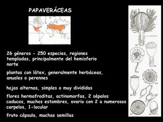 PAPAVERÁCEAS 26 géneros - 250 especies, regiones templadas, principalmente del hemisferio norte plantas con látex, generalmente herbáceas, anuales o perennes hojas alternas, simples o muy divididas  flores hermafroditas, actinomorfas, 2 sépalos caducos, muchos estambres, ovario con 2 a numerosos carpelos, 1-locular  fruto cápsula, muchas semillas 