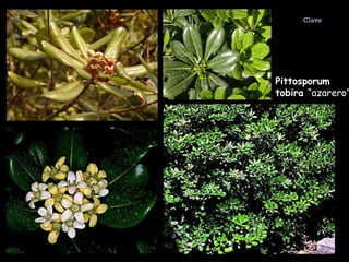 Pittosporum tobira  “azarero” Clave 