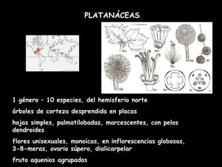 PLATANÁCEAS 1 género – 10 especies, del hemisferio norte árboles de corteza desprendida en placas hojas simples, palmatilobadas, marcescentes, con pelos dendroides flores unisexuales, monoicas, en inflorescencias globosas, 3-8-meras, ovario súpero, dialicarpelar fruto aquenios agrupados 