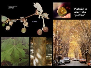 Platanus x acerifolia  “plátano” Clave 